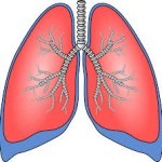 Lungs